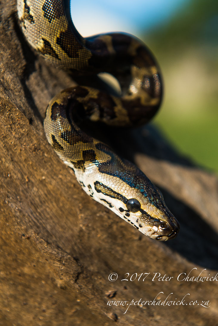 Zululand's Wildlife Rejuvenation by Conservation Photographer Peter Chadwick