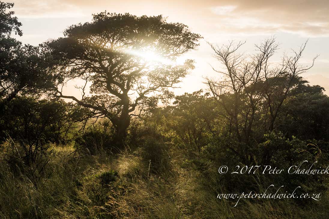 Zululand's Wildlife Rejuvenation by Conservation Photographer Peter Chadwick