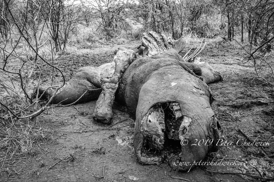 World Ranger Day 2019_©PeterChadwick_AfricanConservationPhotographer
