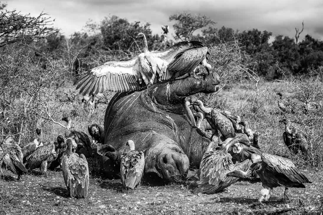 World Ranger Day 2019_©PeterChadwick_AfricanConservationPhotographer