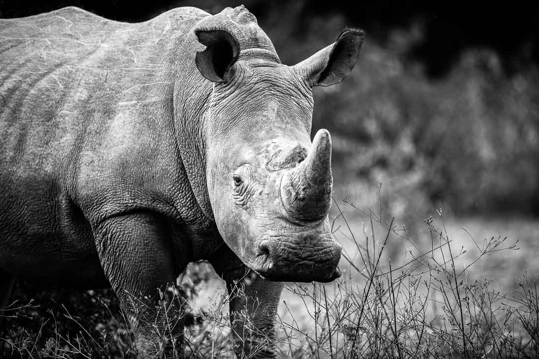 World Ranger Day 2019_©PeterChadwick_AfricanConservationPhotographer