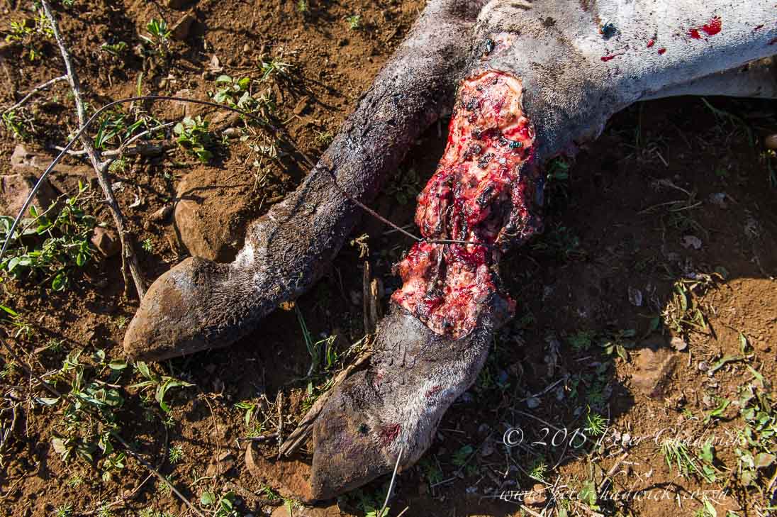 Snares, the silent killer of Africa's wildlife