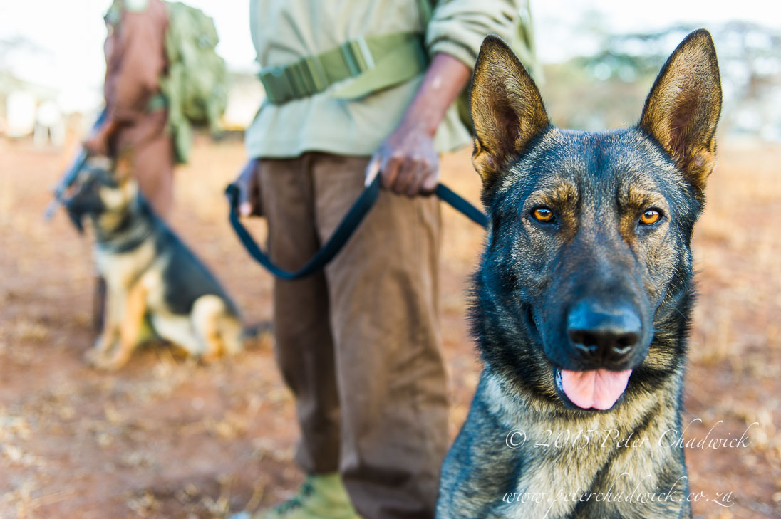 Anti-Poaching Dogs