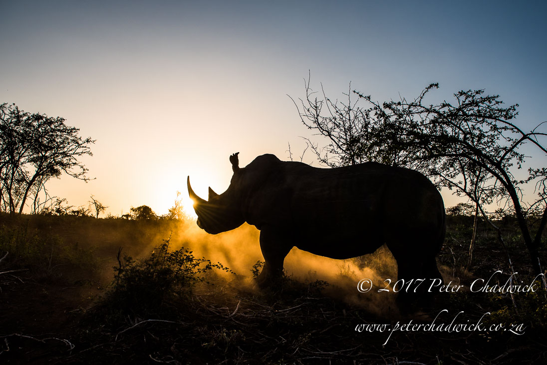 Conservation Photography Inspiring Change For The Better
