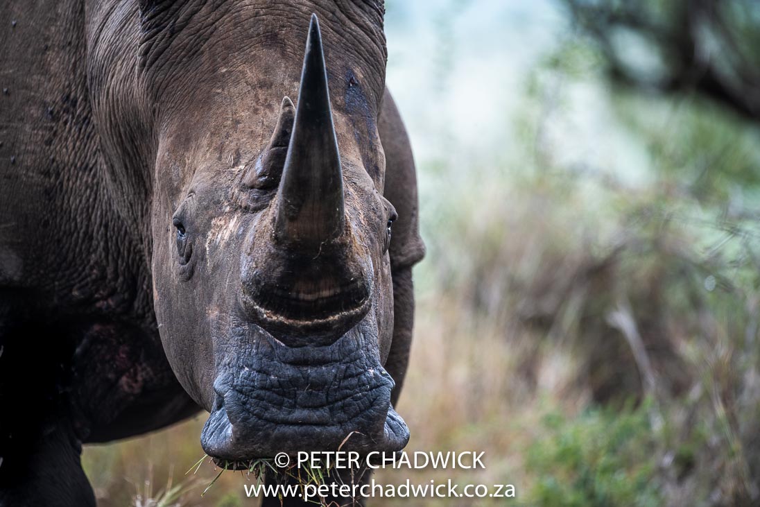 2019-2020 Imagely Fund Environmental Fellow