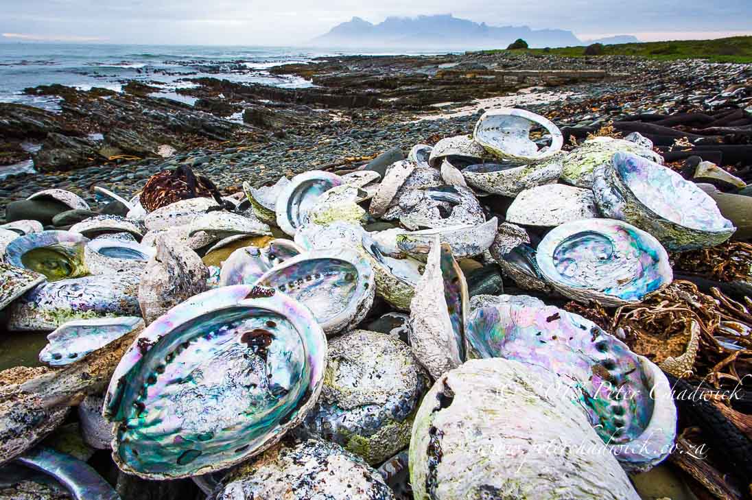 Marine poaching