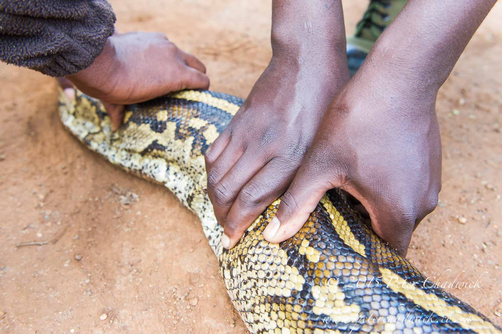 Poached African Rock Python