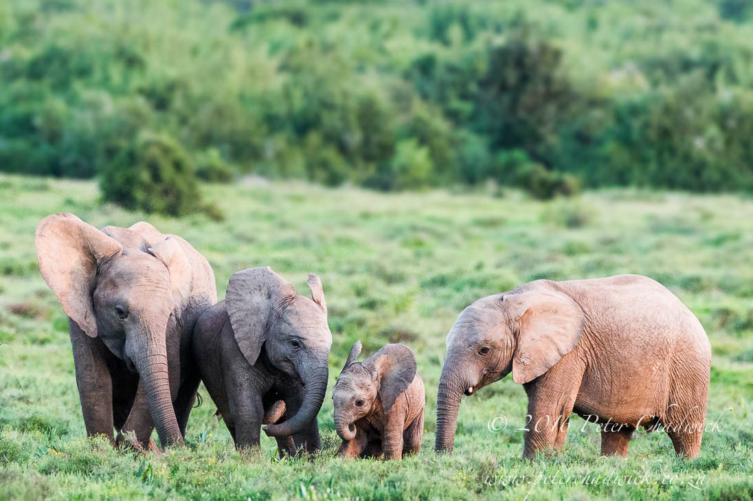 Africa’s Rangers Leaving A Legacy For Conservation