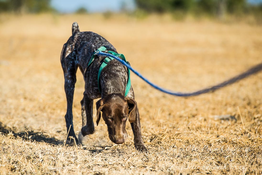 The speed of anti-poaching tracker dogs