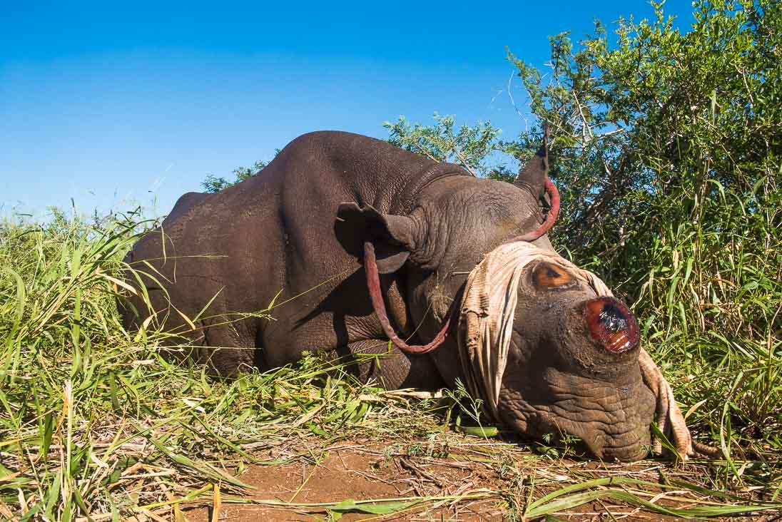 Mitigation Measures to Prevent Rhino Poaching