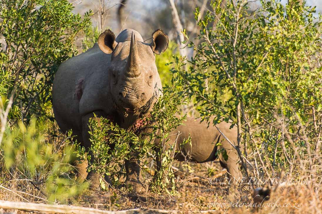 Black Rhino Encounter