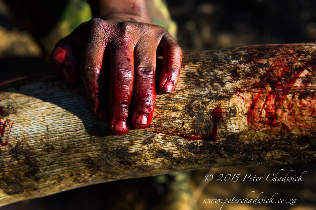 Blood Ivory.