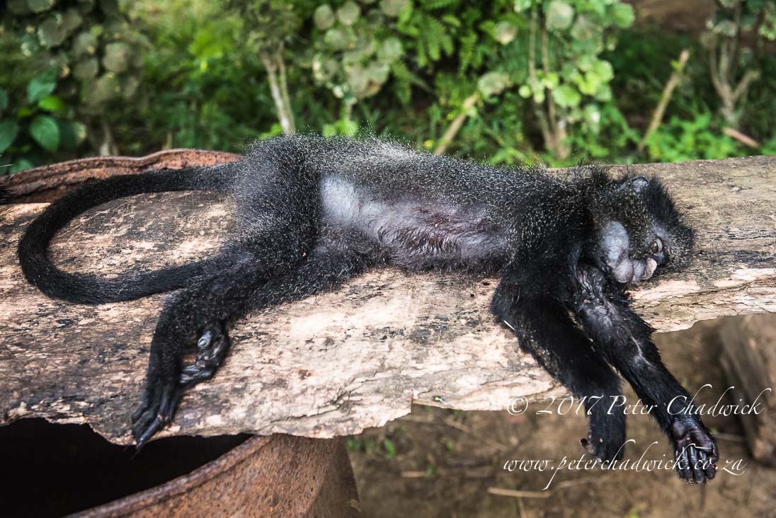 Bushmeat Poaching - a Consequence of Poverty