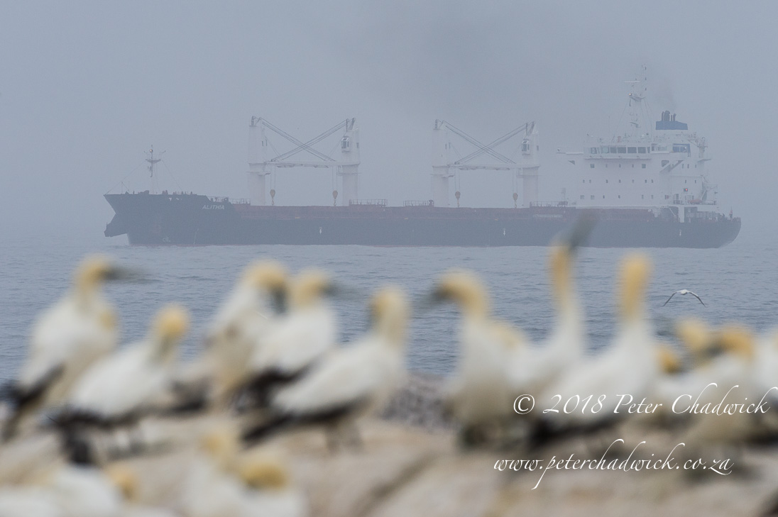 The threat of oil spills to seabird breeding islands