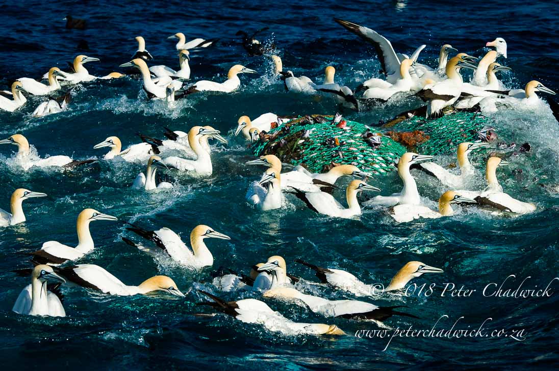 Cape gannets and commercial fisheries