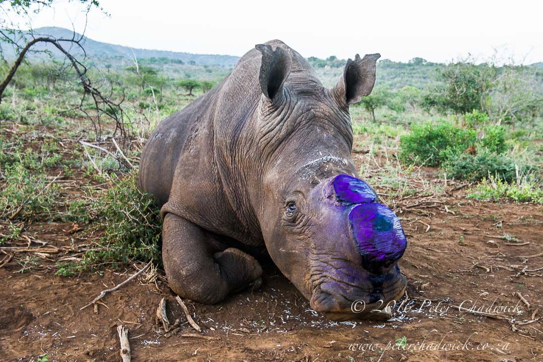 Why Rhino Dehorning?