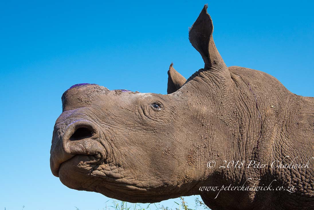 Dehorning Southern White Rhino