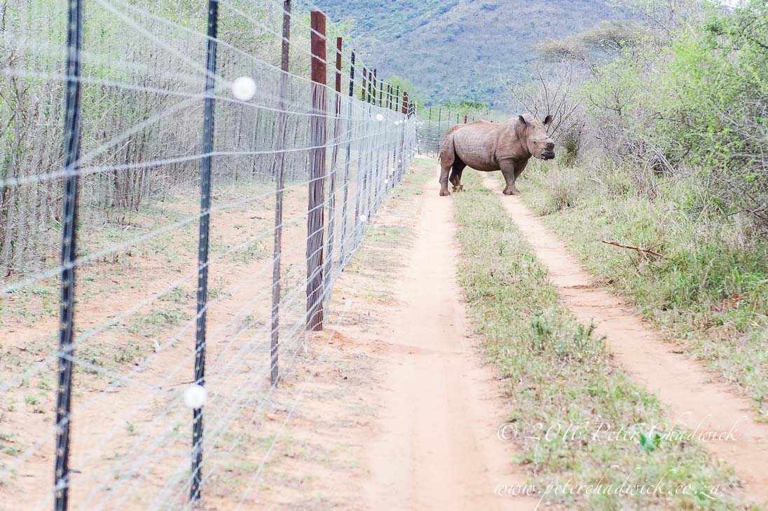 Earth Day and Rhino