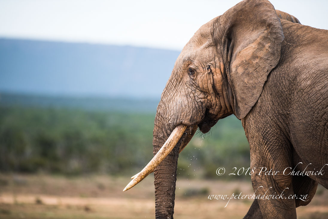 The Genocide of Africa's Elephant and Rhino