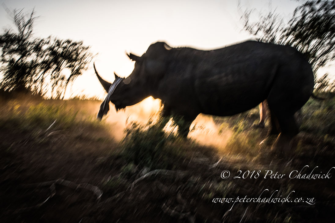 The Consequences of Wildlife and Environmental Crime on Africa’s Iconic Wildlife