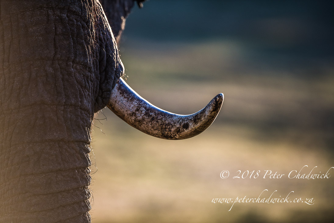 Europe must stop all trade in ivory