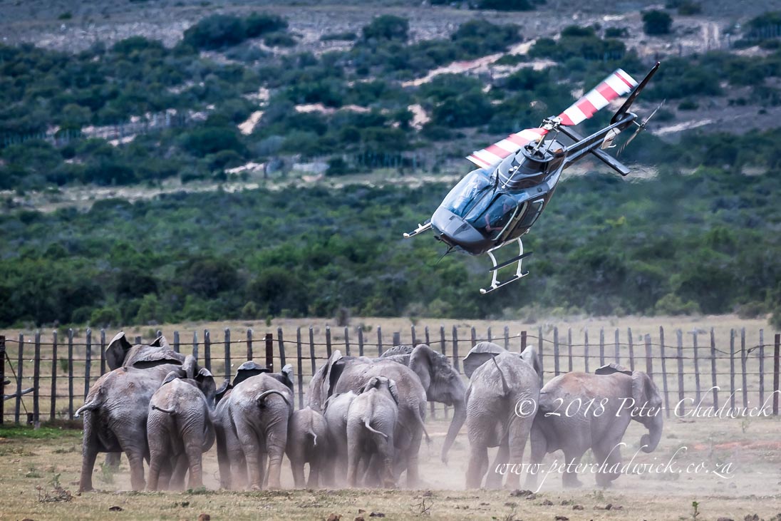 Effective law enforcement allows elephant populations to recover