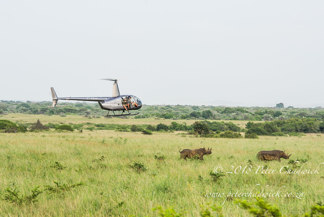 Protecting Rhino is a Team Effort