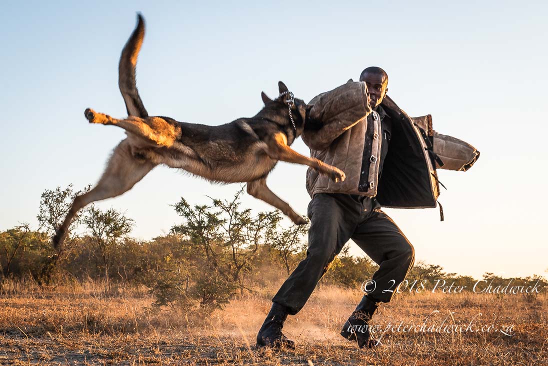 Dogs are a vital component of anti-poaching operations