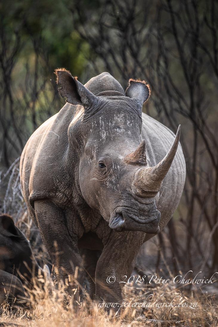 Judicial support for rhino conservation by conservation photographer Peter Chadwick Judicial support for rhino conservation_©PeterChadwick_AfricanConservationPhotographer