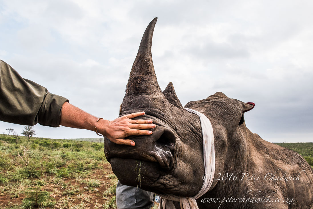 Non-Collaboration is threatening Rhino Conservation