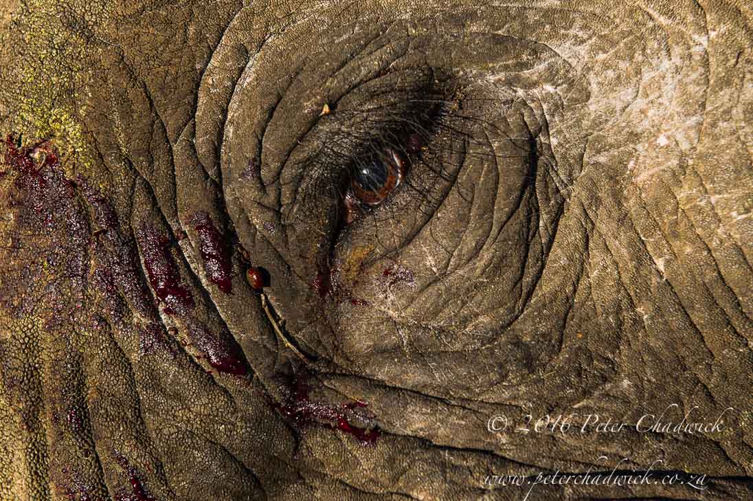 Ending elephant and rhino poaching in Africa
