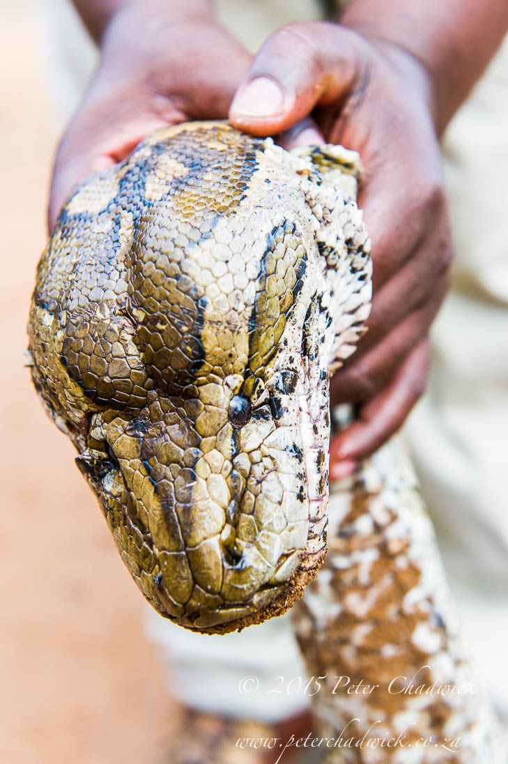 Poached_African_Rock_Python_PeterChadwick_AfricanConservationPhotographer 2