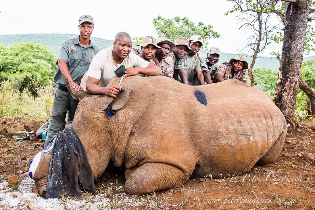 Rhino Conservation Efforts