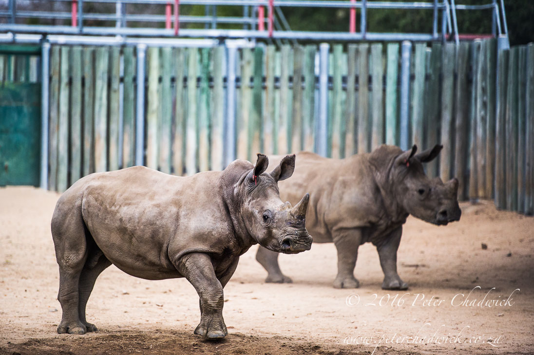Rhinos Orphaned By Poachers