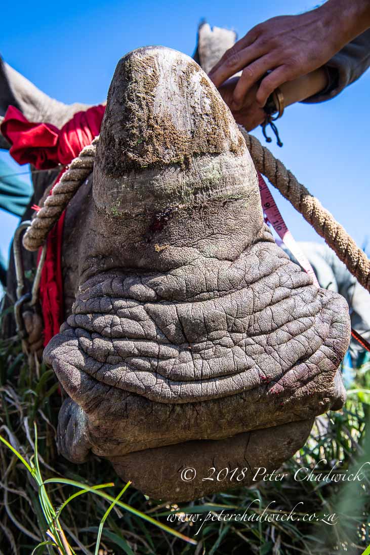 Rhino conservation awareness_©PeterChadwick_AfricanConservationPhotographer