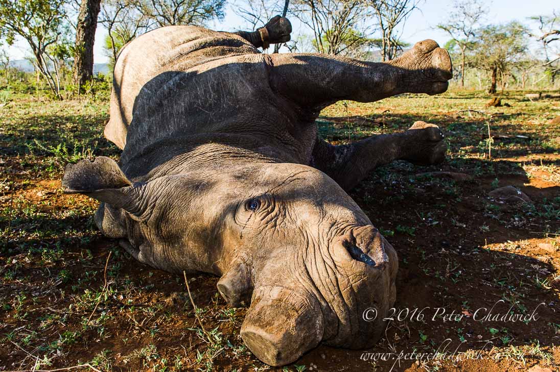 Upsurge in Rhino Poaching 