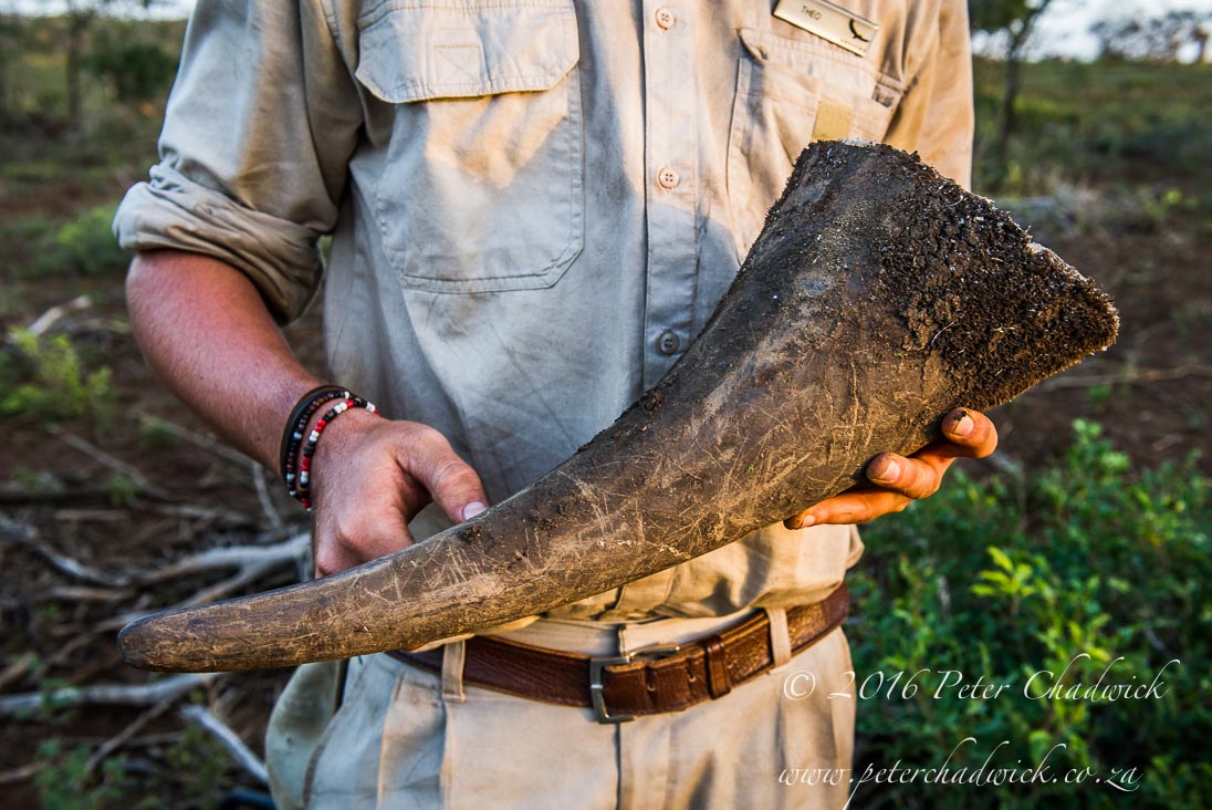 Focussing on saving rhino is not the solution