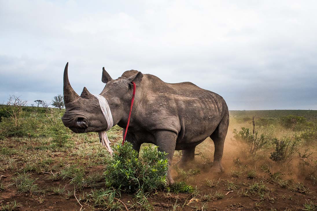 Reducing the Threat of Poaching to Rhino