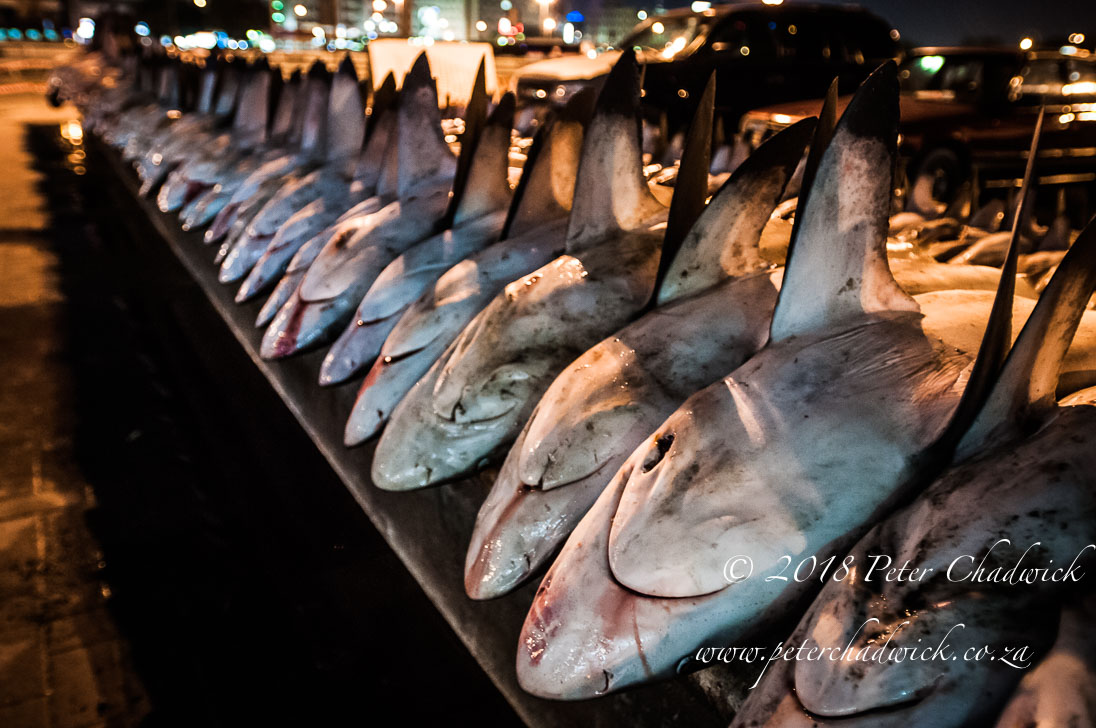 The slaughter of the oceans apex predators will have severe consequences