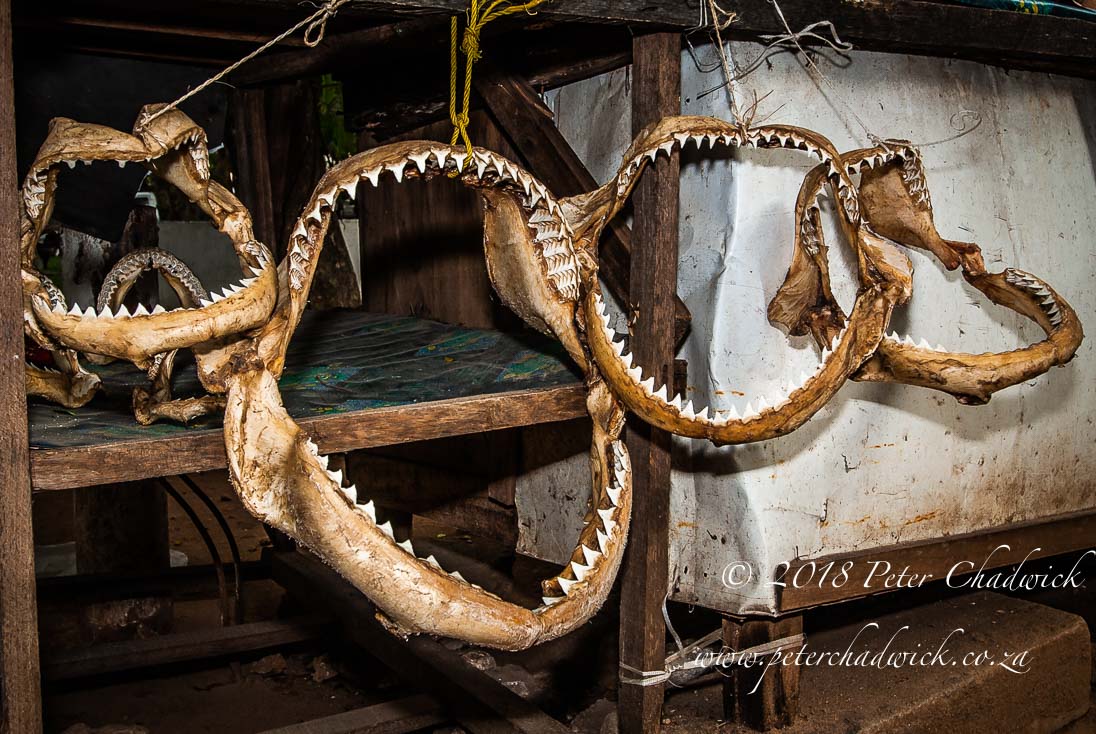 The Sale of Shark Jaws