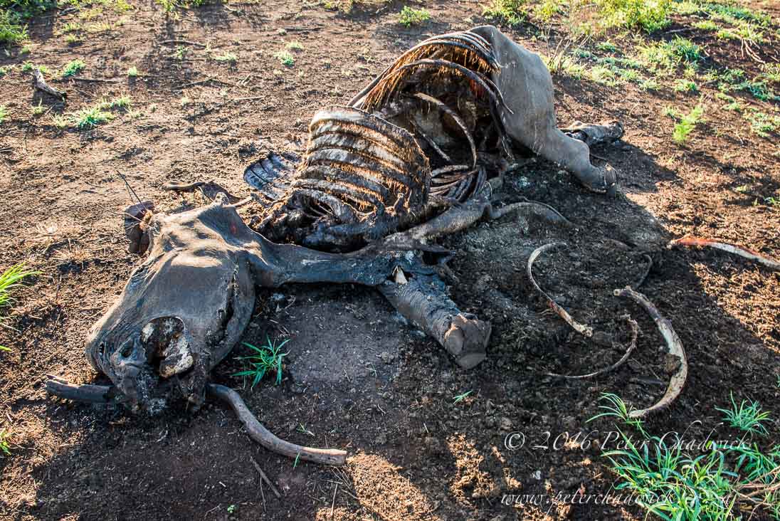 An integrated approach is necessary to stop rhino poaching