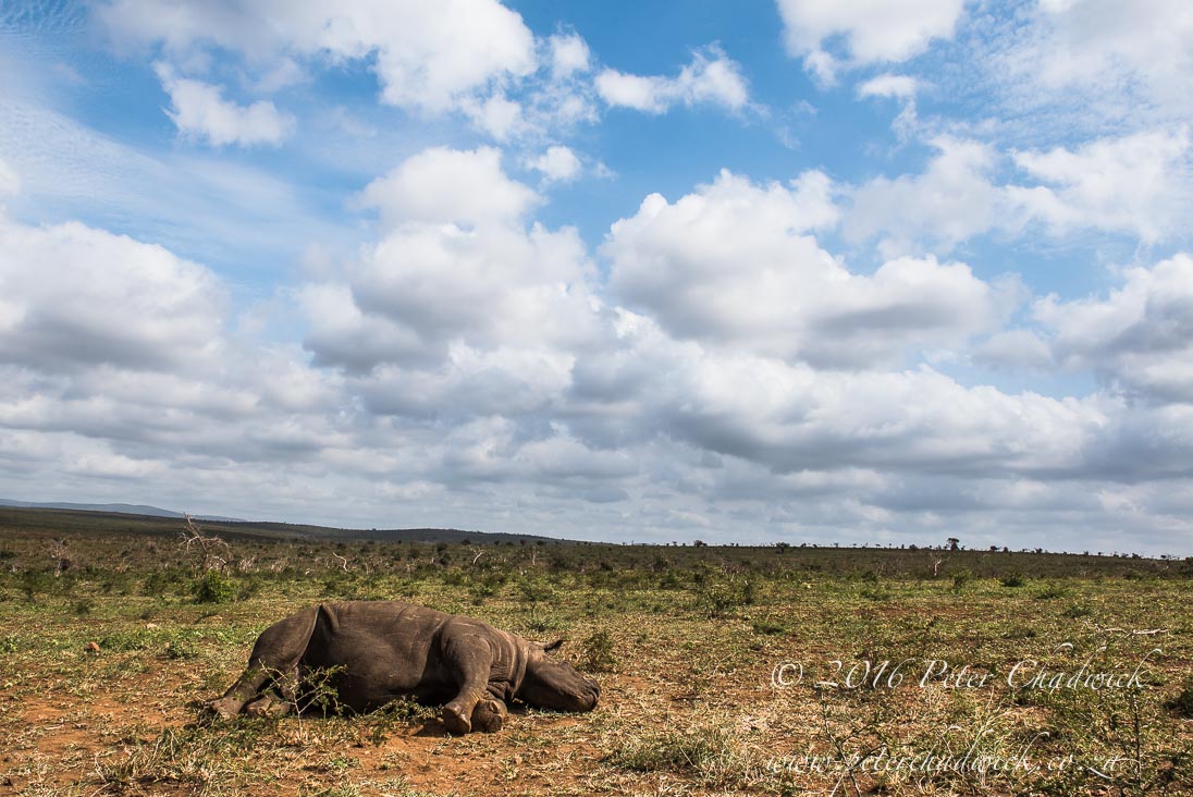 The cause and effect of rhino poaching
