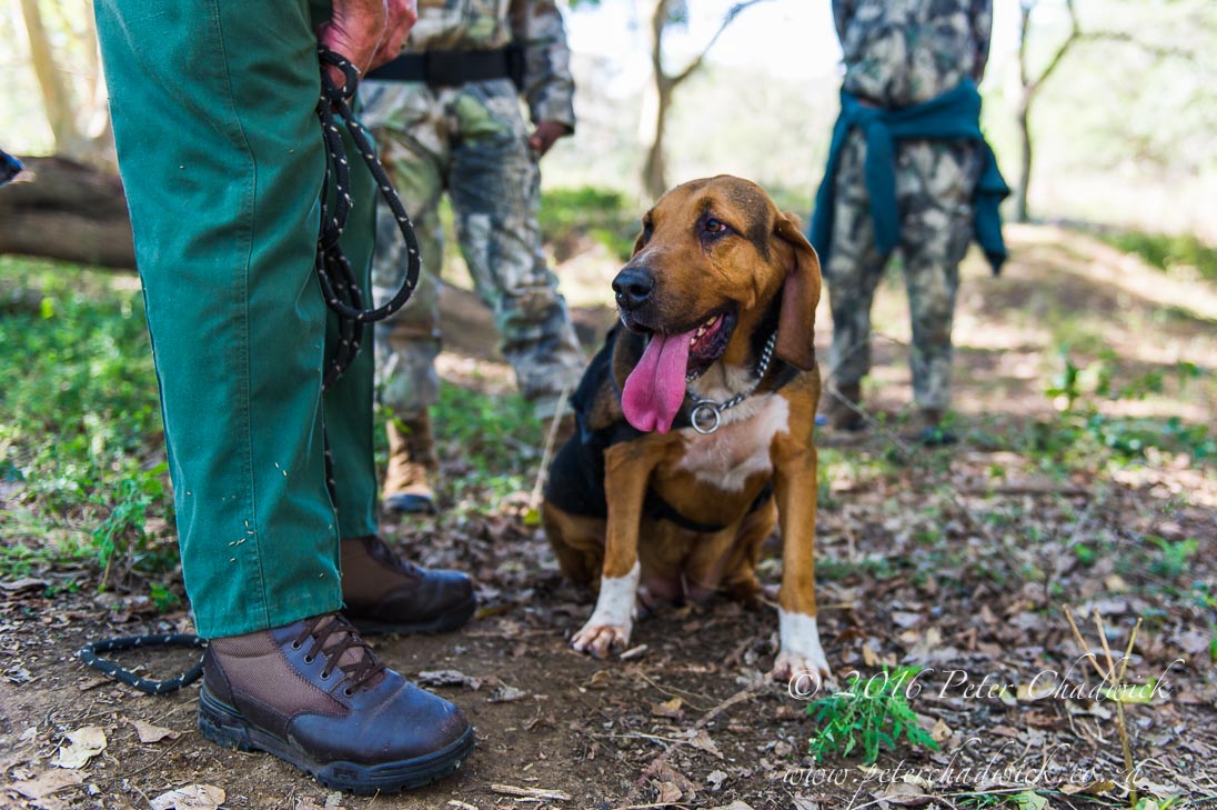 Tracker Dogs Making A Difference In The Fight Against Rhino Poaching