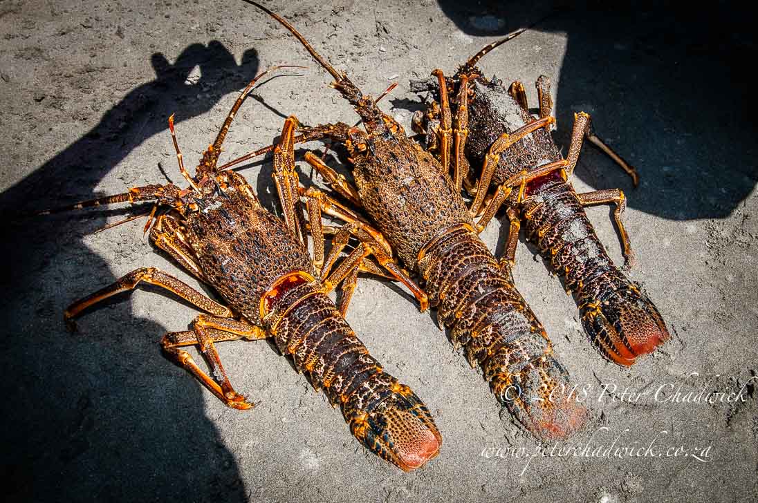 West Coast Rock Lobster poaching