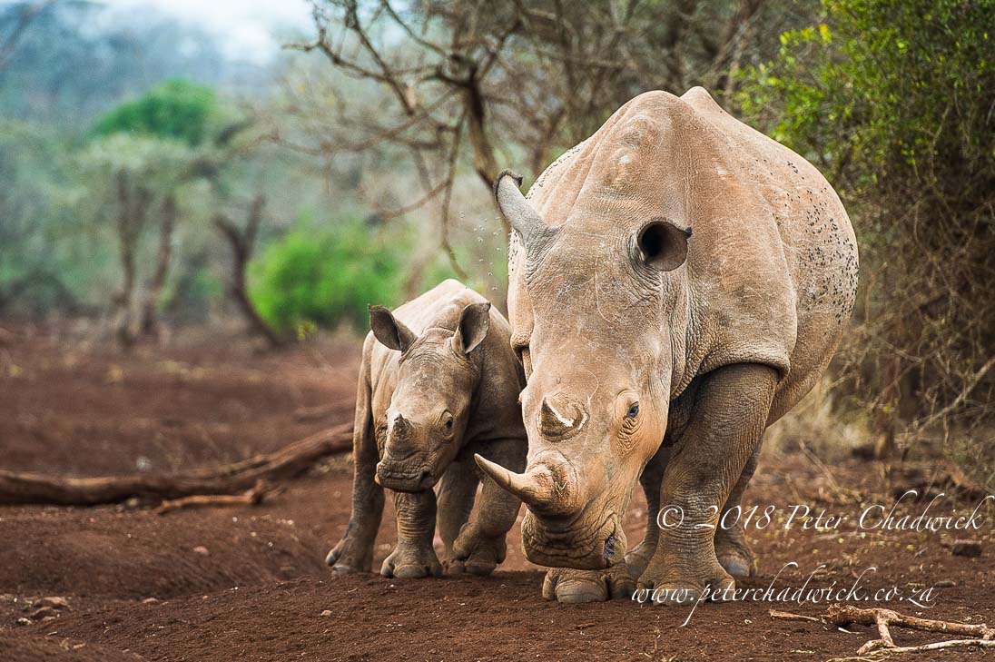 The value of the rhino is directly related to the input of support given to rangers protecting them