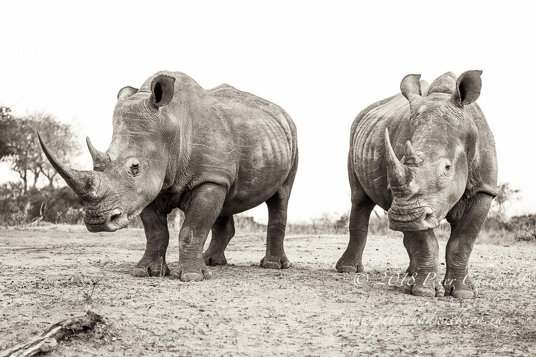 Poverty as a threat to rhino populations