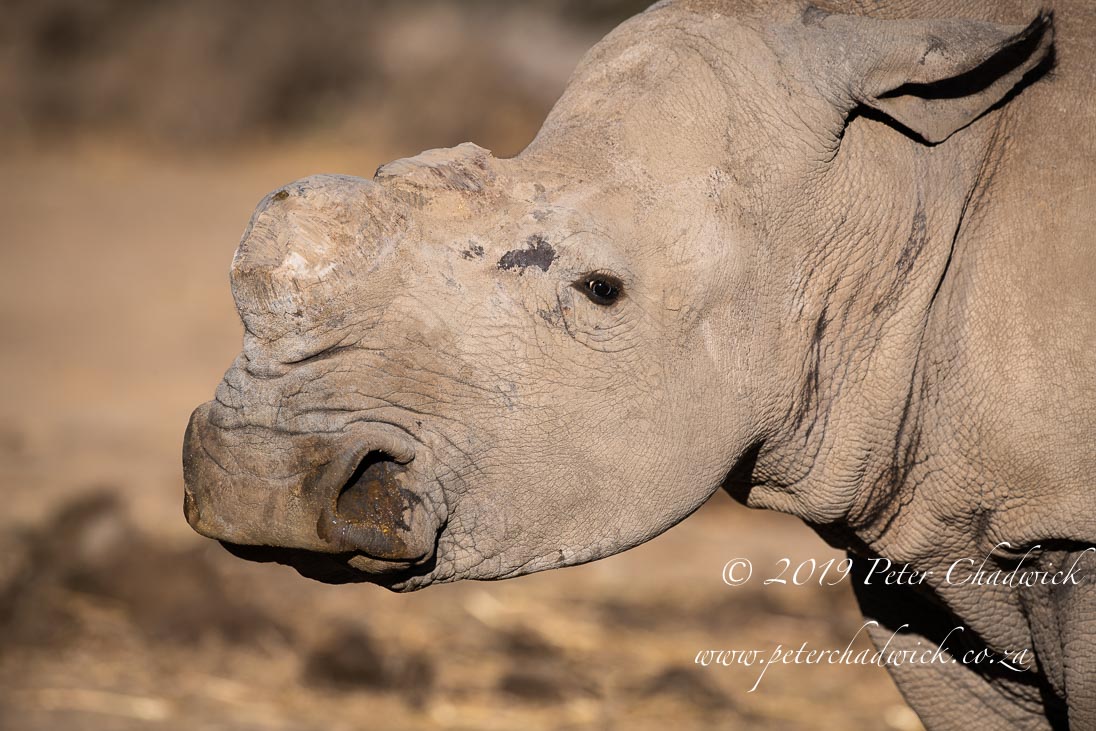 World Rhino Day 2019